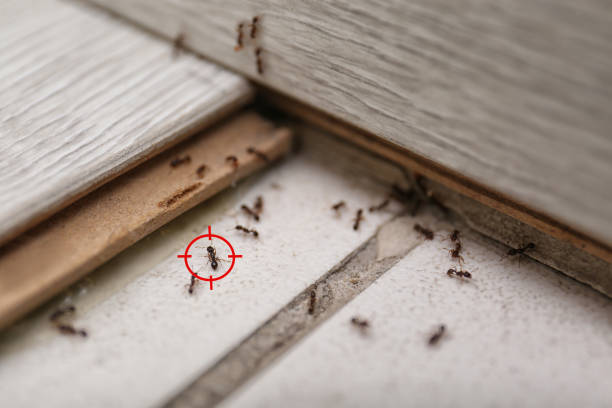 Best Pest Control Near Me in New Market, AL
