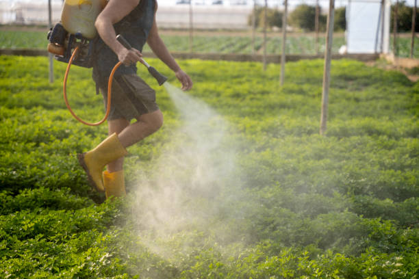 Best Insect Control  in New Market, AL
