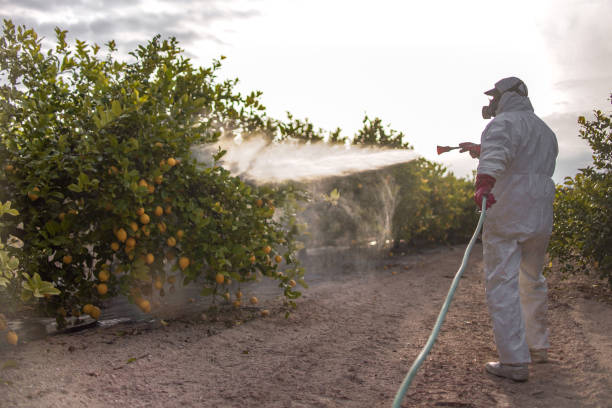Best Local Pest Control Services  in New Market, AL