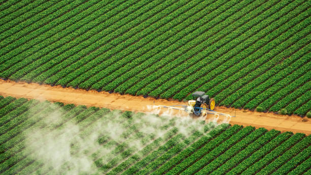 Best Ant Control Services  in New Market, AL