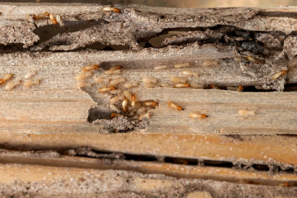 Best Exterminator Services  in New Market, AL