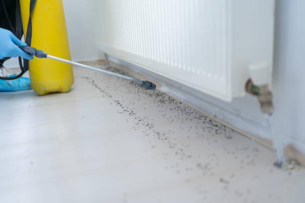 Best Flea Control Services  in New Market, AL