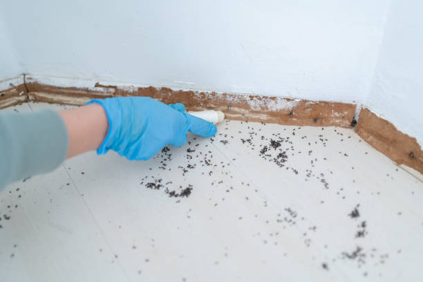 Professional Pest Control in New Market, AL